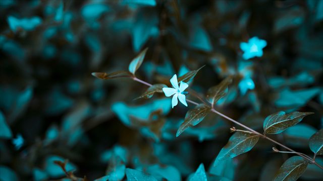 Close-up of a white flower lit against dark foliage at night